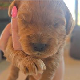 Lucky - Red  female Goldendoodle puppy in Red Oak, Iowa from Fisher Pups-Stay Golden with a Doodle