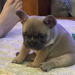 French Bulldog Puppies from Boise French Bulldogs