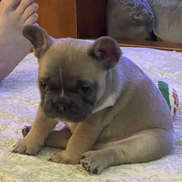 French Bulldog Puppies from Boise French Bulldogs