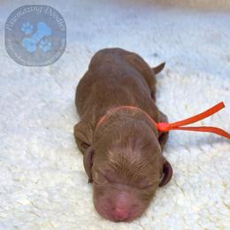 Chestnut - Red  male Goldendoodle puppy in Summerville, South Carolina from Pawmazing Doodles