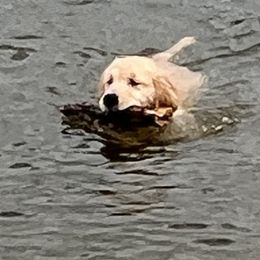 Golden Retriever Puppies from Chrysanthos Golden Retrievers