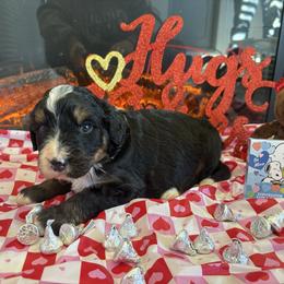 Romeo - Tri-color male Bernedoodle puppy in Carlotta, California from Lost Coast Bernese Mountain Dogs