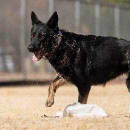 Belgian Malinois and German Shepherds from Légende Vivante Du Chief Kennel