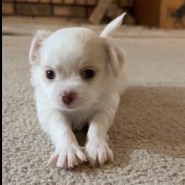 AKC Max - Cream and white male Chihuahua puppy in Rowlett, Texas from Sugar Cookie Chihuahuas