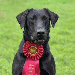 Maverick - Labrador Retriever