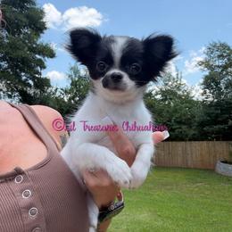 Pepper - Black and white female Chihuahua puppy in Anderson, South Carolina from Lil Treasures Chihuahuas