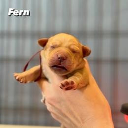 Fern - Yellow female Labrador Retriever puppy in Owosso, Michigan from Bennington Retrievers