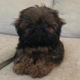 Shih Tzu Puppies from Little Miracles Shih Tzu