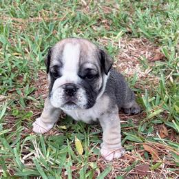 Black collar Boy - Red and white male Bulldog puppy in Lakeland, Florida from Fur Love And Puppies