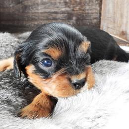Right one - Tri-color male Cavalier King Charles Spaniel puppy in Yuciapa, California from AlltheDoodlez_