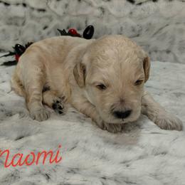 Naomi - Cream female Goldendoodle puppy in Eau Claire, Wisconsin from Fisher River Doodle's