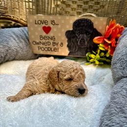 Kronk (Creme w/ Less White) - Poodle puppy from AKC Mini Poodles in NOVA