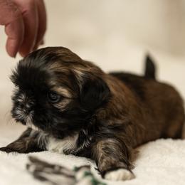 Shih Tzu Puppies from Good Lil Shih Tzu