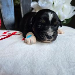 Ruby - Black tri female Miniature Australian Shepherd puppy in Dunnellon, Florida from Ever After Mini Aussies