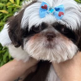 Shih Tzu Puppies from Mayra’s Shih Tzus