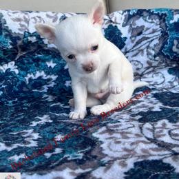 Baby Polar Bear - White male Chihuahua puppy in Chino Valley, Arizona from Dachshund Family Love Breeders
