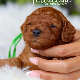 Fettuccine - Red male Cavapoo puppy in Miami, Florida from Bailey & Bella Cavapoos