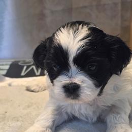 June - Black and white female Shihpoo puppy in Mesa, Arizona from House of Zen Shihtzus