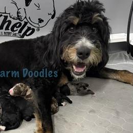 Bernedoodles from Farm Sweet Farm Doodles