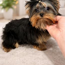 Kinder - Black and tan male Yorkshire Terrier puppy in San Diego, Temecula, California from Yorkie & Maltese Royalty