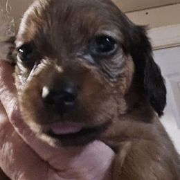Girl 1 - Chocolate and tan female Dachshund puppy in Edinburg, Virginia from Hunter Lane Dachshunds