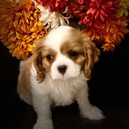 Cavalier King Charles Spaniels from Blu Skye Cavaliers