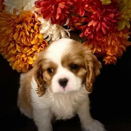 Cavalier King Charles Spaniels from Blu Skye Cavaliers