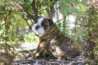 Brindle Bulldog puppy sitting in the bushes