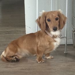 Mochi - Dachshund