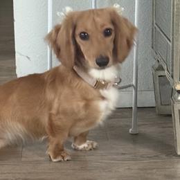 Mochi - Dachshund