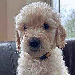 Erica (Ella Eve) - Cream female Goldendoodle puppy in Rocky Point, North Carolina from CelticDoods