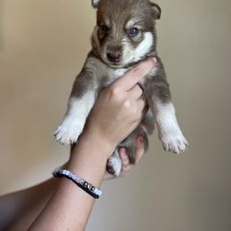 Siberian Husky Puppies from Broward Huskies
