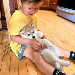 Valor - Wolf sable male Pomsky puppy in Doon, Iowa from Luxury Pomsky