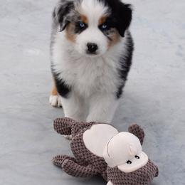 Australian Shepherd Puppies from Maubach Ranch