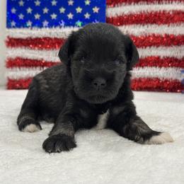 Marsha Male 6 - Salt and pepper male Miniature Schnauzer puppy in Pageland, South Carolina from New Haven Farms