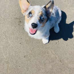American Corgi and Pembroke Welsh Corgi Puppies from Elk Ridge Corgis
