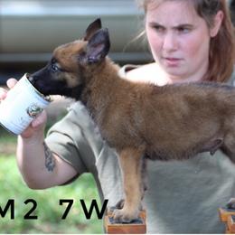 Belgian Malinois Puppies from Malinois v Cloven Hoof