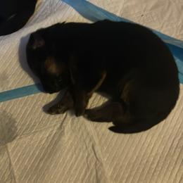 German Shepherd Puppies from Mission K9