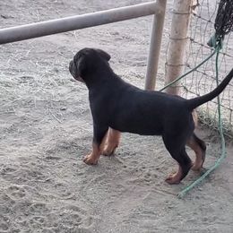 Rottweiler Puppies from Gottlïchen Rottweilers