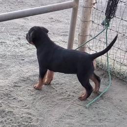 Rottweiler Puppies from Gottlïchen Rottweilers