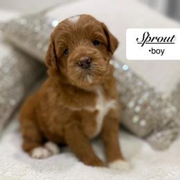 Sprout - Apricot male Goldendoodle puppy in Jackson, Mississippi from T.M. Poodles & Doodles