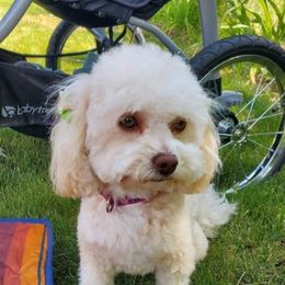 Telly - Goldendoodle