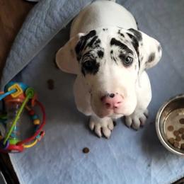 Hughie - Harlequin male Great Dane puppy in Seattle, Washington from Rare Earth Danes