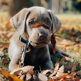 Dilute Retrievers and Labrador Retrievers from Silver Bullet Labradors