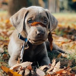 Dilute Retrievers and Labrador Retrievers from Silver Bullet Labradors
