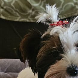 Beagles and Yorkshire Terriers from Kimberly Dixon