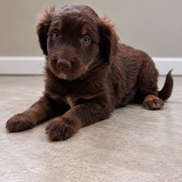 Faith - Chocolate female Assorted Doodle Crosses puppy in Waco, Georgia from Huff Family Doxies & Doodles