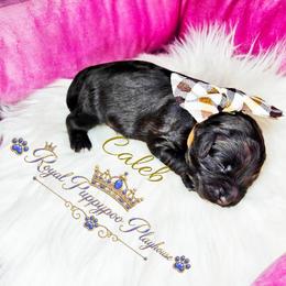 Caleb - Brown male Schnoodle puppy in Demorest, Georgia from Royal Puppypoo Playhouse