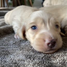 Dachshund Puppies from Dream Doxies