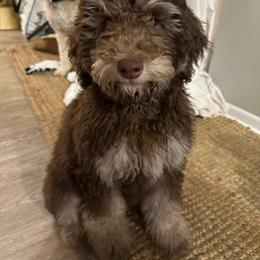 Aussiedoodle Puppies from Dani's Dandy Doodles